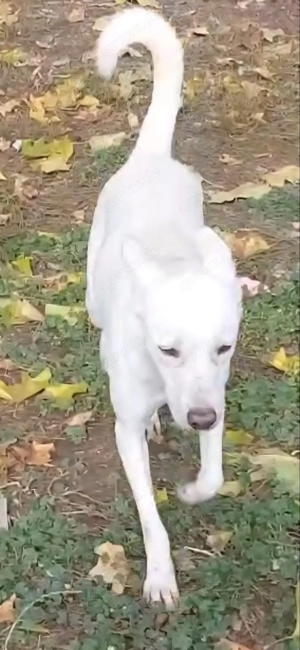 Laika, z.Z. in Ungarn, ist ein freundlicher und unkomplizierter Hundemann