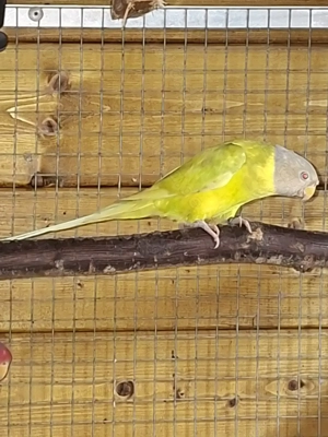 1,1 Pflaumenkopfsittiche spalt x übergossen 