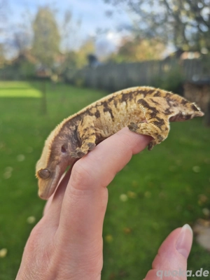 Correlophus ciliatus Weibchen Kronengecko 