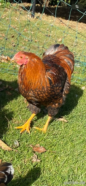Zwerg Wyandotten Hahn Huhn