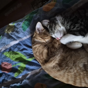 Hauskatzen zu Verkaufen 