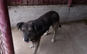 Liebevolles Zuhause gesucht für den schüchternen Dingo Bild 3