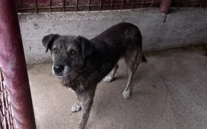 Liebevolles Zuhause gesucht für den schüchternen Dingo Bild 2