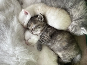 Perser Chinchilla Mix Katzenbabys Kitten