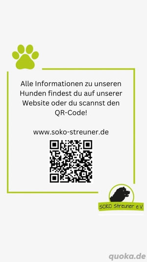 Nuno, der hübsche Rüde möchte ein glückliches Leben  Bild 9