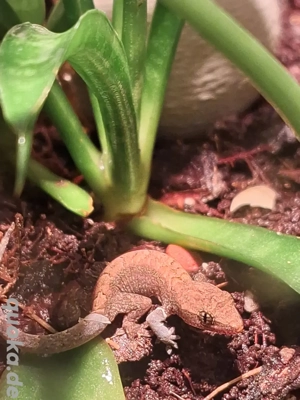 Gecko, Jungferngecko  Bild 2