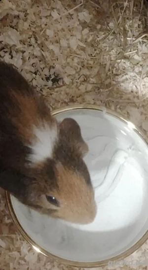 Ich habe einen Meerschweinchen zu verkaufen 