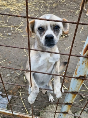 Haribo, ein Schatz auf 4 Pfoten    