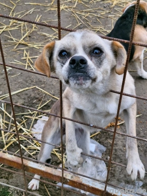 Schmusebacke Haribo möchte mit dir kuscheln 
