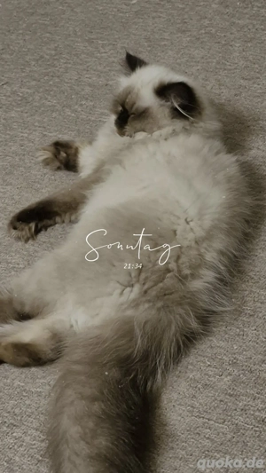 Wunderschöne Langhaarkatze mit blauen Augen sucht liebevolles Zuhause   