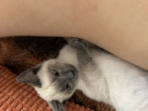 Siam Katze 