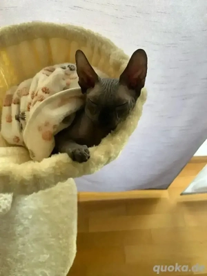 Reinrassiger Sphynx-Kater sucht liebevolles Zuhause   