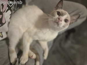 schönes weibchen sucht sich ein zuhause 