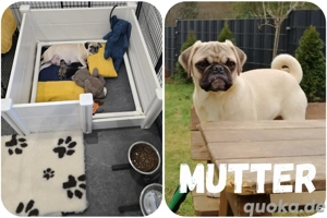 Mops Welpen  Bild 4