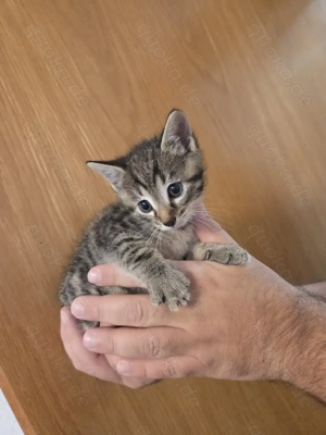 Süsse Kitten