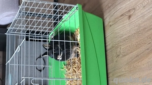 kanichen zu verschenken 