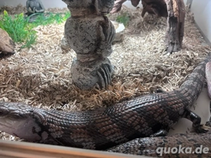blauzungen skink  diese woche 150  