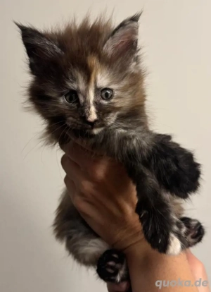 Maine Coon Kitten    