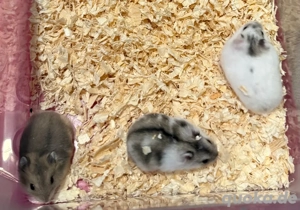 Junge Dsungaren, Dsungarische Zwerghamster, Hamster