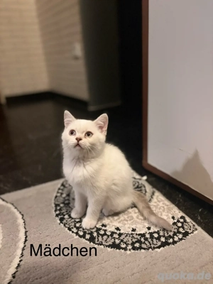 Wunderschöne BKH-Kitten suchen ihr Zuhause