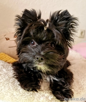 Mini Yorkshire Terrier Rüde