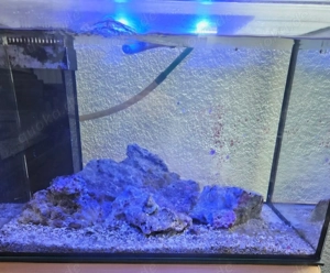 Meerwasser Lebendgetsein Riffgestein 