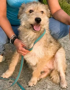 Ruckzuck verliebt in Strubbelmaus   GIPSY  