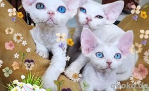 Süße und verspielte Kätzchen