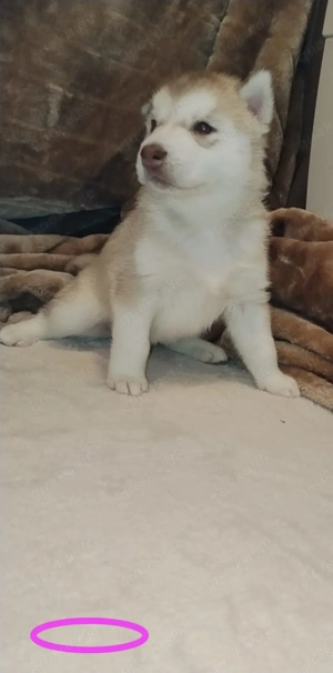 5 reinrassige Husky Welpen