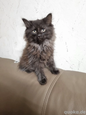Main-Coon Mix Katzen Baby"s 4 Stück  