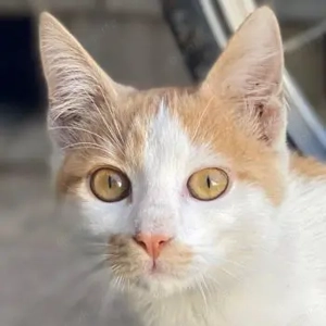 Miro, geb. ca. 06 2025, lebt in GRIECHENLAND, auf einer privaten Pflegestelle 