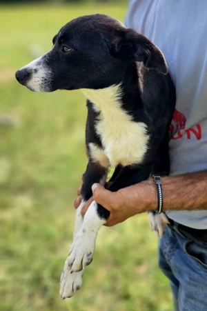 Sandy (w), 7 Monate alt, sucht ein Zuhause