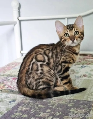 Niedliche Bengalkätzchen (männlich und weiblich) suchen ein neues Zuhause