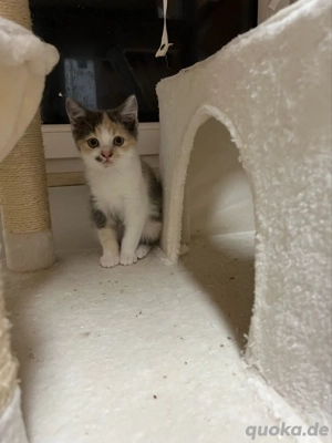 Heilige Birma Mix   Katzenbaby, 12
