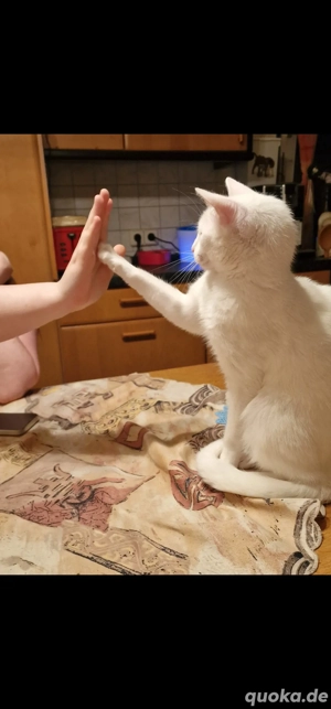 Wunderschöne weiße Katze mit strahlend gelben Augen        