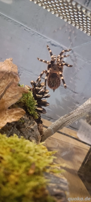 Acanthoscurria geniculata (Weißknievogelspinne)