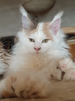 Maine Coon Kitten Träume