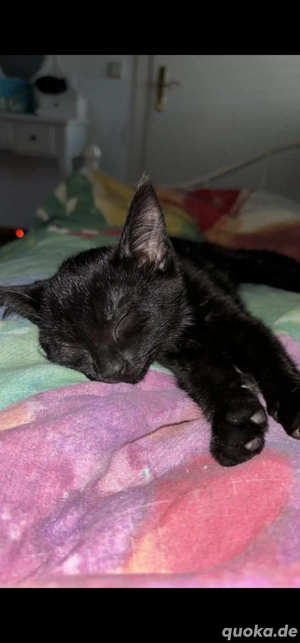 Wunderschöne pechschwarze Katze mit weißem Latz       