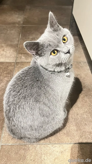 Britisch Kurzhaar Katze  Mia  