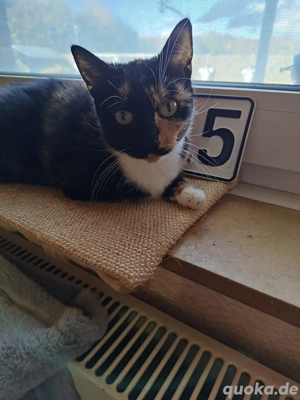 Einzigartige, eher kleine Glückskatze (mehrfarbig)       