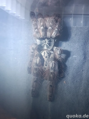 Heteroscodra maculata