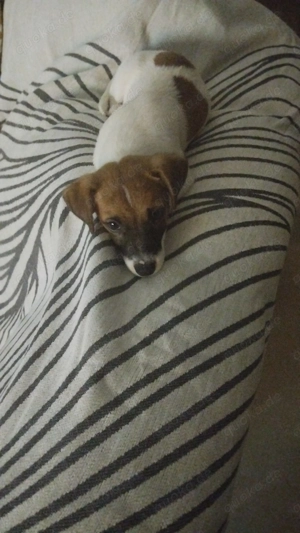 Jack Russel Welpe