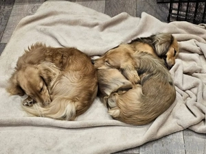 Nehmen Sie an unserem Jahresendrabatt teil und machen Sie eines dieser schönen Babys vor Weihnachten