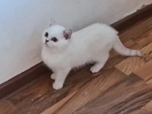 Zwei reinrassige BKH Kater mit blauen Augen!