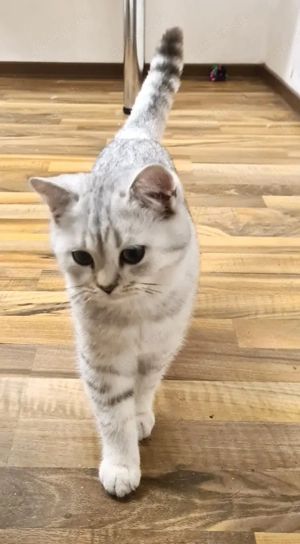 Zwei Reinrassige BKH mit Stammbaum! 