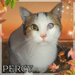 Percy, lieber Kater mit Handicap