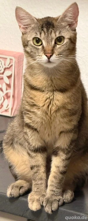 kastrierte katze abzugeben 