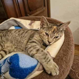  Wunderschöne Jungkatze, Katzenbabys, Kitten mit rotem Blitz auf der Stirn       