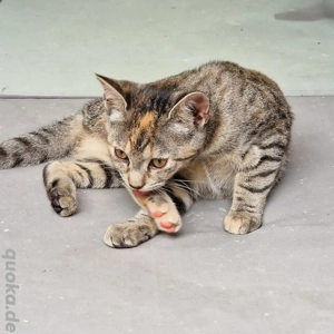  Wunderschöne Jungkatze, Katzenbabys, Kitten mit rotem Blitz auf der Stirn        Bild 2