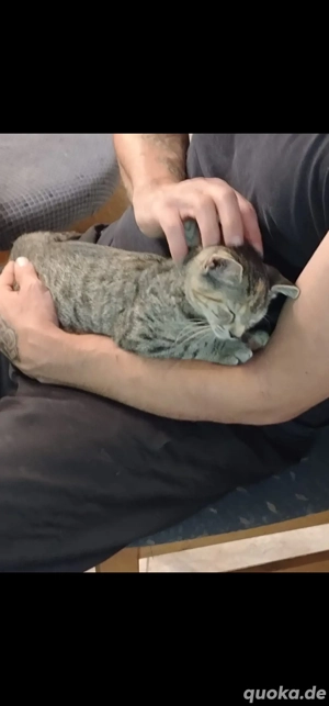  Wunderschöne Jungkatze, Katzenbabys, Kitten mit rotem Blitz auf der Stirn        Bild 5